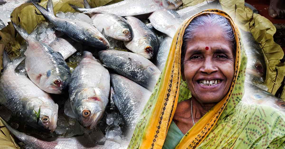 Ilish Fish Price